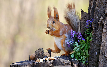 Squirrel, animal, nature, rodent HD wallpaper