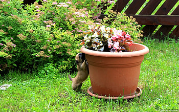 Little Doggie, animal, dog, summer, puppy, garden, flowers, pet HD wallpaper