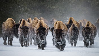 American bison, Yellowstone National Park, Wyoming, Animal, american bison HD wallpaper