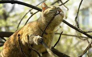 Animals, Cat, Muzzle, Branch, Climb, Bite HD wallpaper
