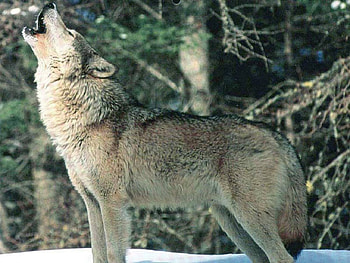 Howling Wolf, howling, wolves, animals, dogs, nature, wolf HD wallpaper