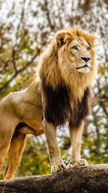 Lion, Bride Lion HD phone wallpaper