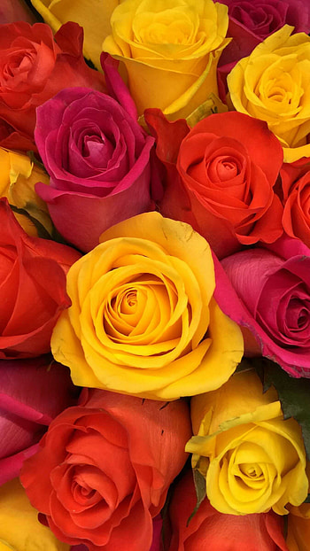 roses, Ultra high definition, Detailed beauty, Exquisite bloom HD phone wallpaper