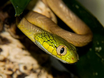 Animals, Muzzle, Eyes, Predator, Color HD wallpaper