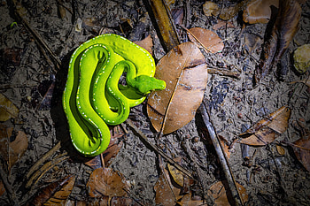 Green tree python (Morelia viridis ssp. shireenae) - Lockhart, Queensland, Australia, Animal, python HD wallpaper