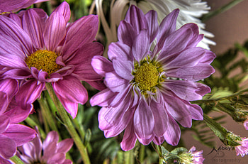 Flowers, Flower, Macro, r HD wallpaper