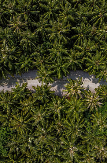 Nature, Palms, View From Above, Road, Path, Exotic, Exotics HD phone wallpaper