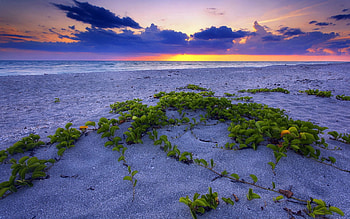 Nature, Sunset, Leaves, Sea, Beach, Sand, Horizon, Vegetation, Grains HD wallpaper