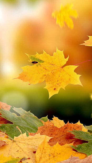 Background perfection, elegance, Aesthetic appeal HD phone wallpaper