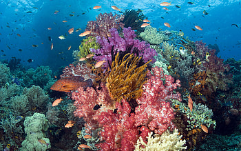 Coral reef , backgrounds HD wallpaper