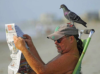 Reader, cool, reader HD wallpaper