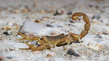 Leiurus abdullahbayrami, Scorpions HD wallpaper