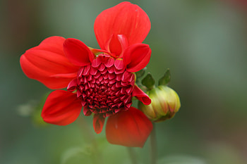 Dahlia, graphy, dahlias, red, , nature, flowers, perennials, annuals HD wallpaper
