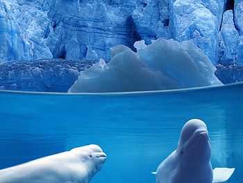 Belugas Underwater, blue, belugas, icy ocean, deep water HD wallpaper