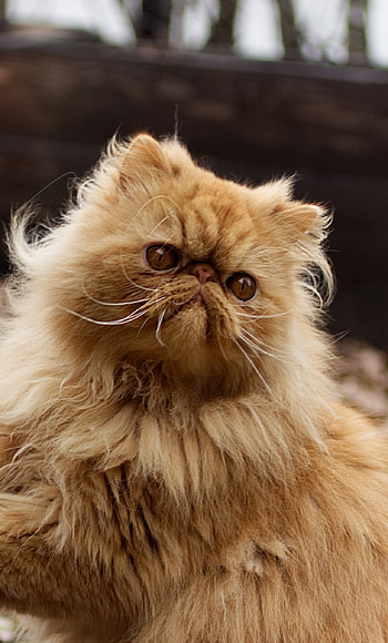 Persian Cat, Fluffy cute , 6 Plus, Adorable feline HD phone wallpaper