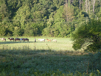 horses, graphy, mountain, animals, bulgaria, trees, nature, , forest HD wallpaper