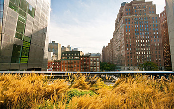 Cities, Grass, Sky, Building, Street, New York HD wallpaper