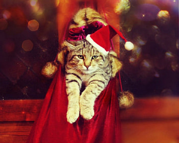Cute Cat, animal, cat, Christmas, red HD wallpaper