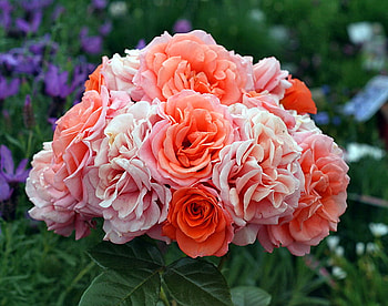 Peaches and cream, white, roses, peach, green, garden, flowers HD wallpaper