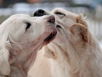 Dogs, sweet, pay, puppies, cute, beautiful, beauty, playful, playful dog, puppy, dog face, pretty, animals, face, bubbles, lovely HD wallpaper