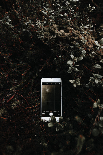 Bush, Branches, Technologies, Technology, Tele HD phone wallpaper