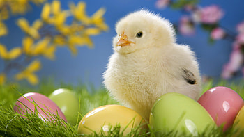 Animals, Birds, Chicks HD wallpaper