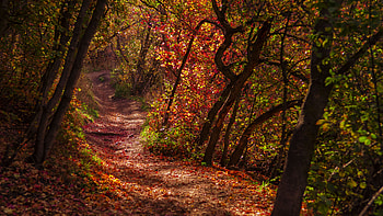 Path Between Red Green Trail Trees Leaves Forest With Sunlight Nature HD wallpaper