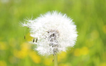 Grass, Macro, Light, Light Coloured, Flight, Dandelion, Fluff, Fuzz HD wallpaper