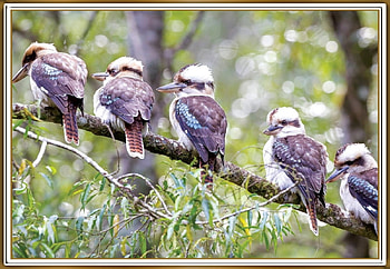 FRAMED KOOKABURRA'S, BIRDS, NATURE, , FRAMED HD wallpaper