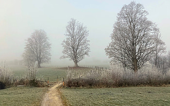 First Frost, mist, trees, fields, path, hoarfrost HD wallpaper