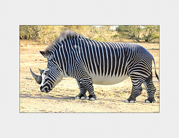 Rino/Zebra, zebra, animals, weird, rino HD wallpaper