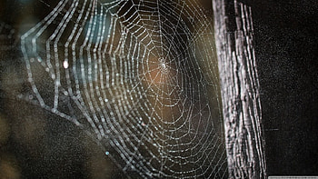 Cobweb, close-up, , spider web, nature, , web, macro HD wallpaper