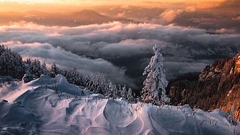 Winter, nature, tree, snow HD wallpaper