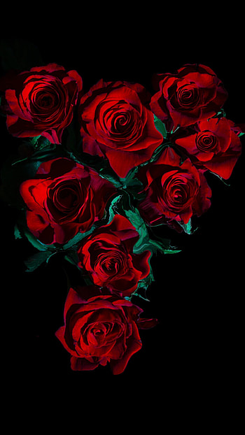Red roses, Flower bouquet, Black background, resolution HD phone wallpaper