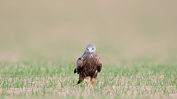 Animals, Bird, Predator, Red Kite, Kite HD wallpaper