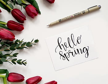 Close-up of red tulips beside a hand-lettered 'hello spring' card on white background. HD wallpaper