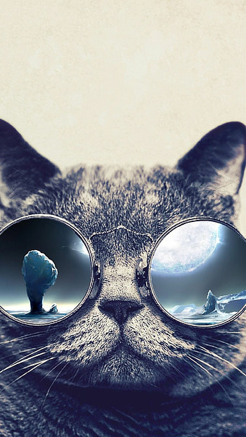 Cute cat, Cat HD phone wallpaper