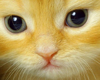 Give me a kiss..., kitten, closeup, whiskers, gorgeous, eyes, cute HD wallpaper