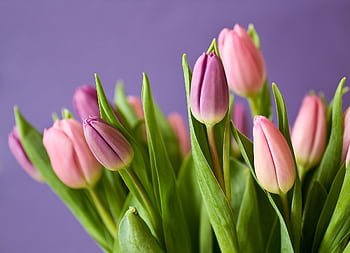 Vibrant tulips in pink and purple against a soft purple background, showcasing spring's delicate beauty. HD wallpaper