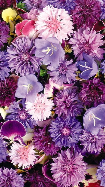 Purple Flowers, Floral Background, beautiful HD phone wallpaper