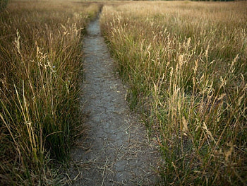 Grass, Field, Water, Mud HD wallpaper