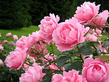 Plants, Flowers HD wallpaper