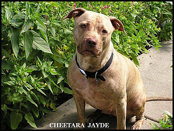 MY NAME IS CHEETARAJAYDE, dog, american, beautiful, pitbull HD wallpaper