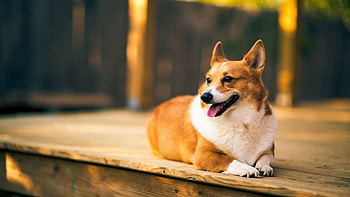 Funny Corgi, Christmas Corgi, Faithful HD wallpaper