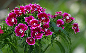 Sweet Williams, nature, pink, flowers HD wallpaper