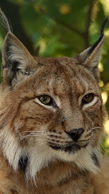 Close-up, Bobcat (Red Lynx) HD phone wallpaper