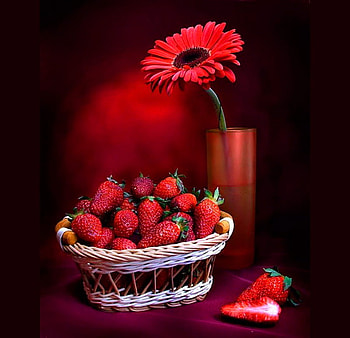 Gerber and berries, gerber, black, light, strawberries, red, bowl HD wallpaper