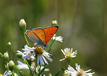 BEAUTY, white, sitting, butterfly, beautiful, flowers, orange, lovely HD wallpaper
