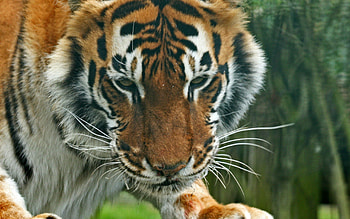 Animals, Muzzle, Striped, Predator, Sight, Opinion, Tiger HD wallpaper