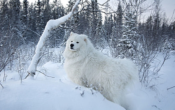 Animals, Snow, Dog, Stroll HD wallpaper